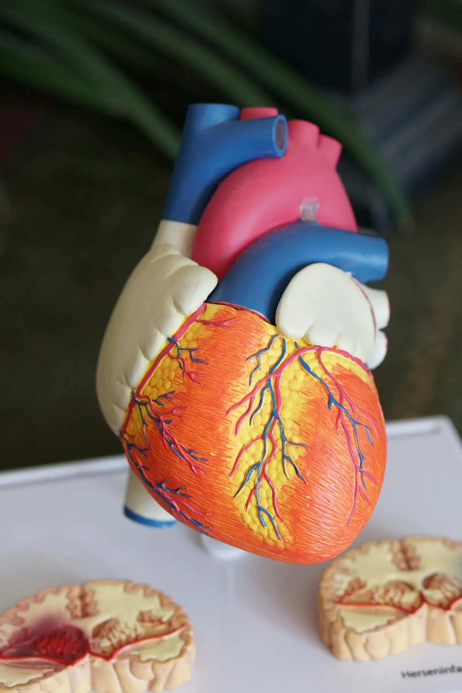 Physiotherapie und Rehabilitation